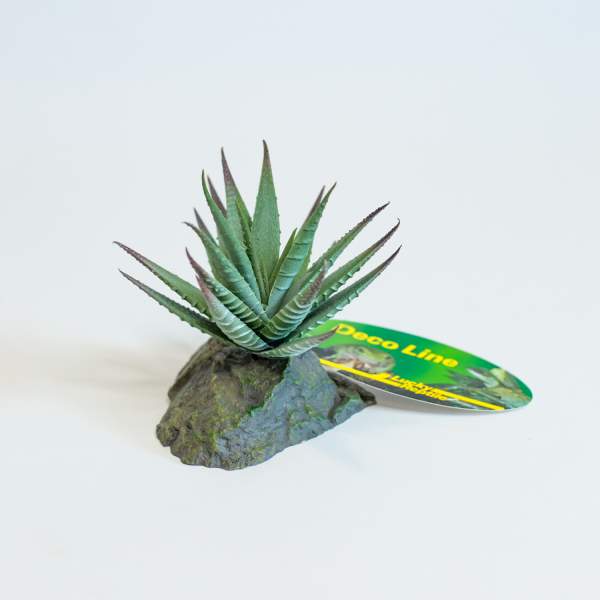 Lucky Reptile Tiger Aloe